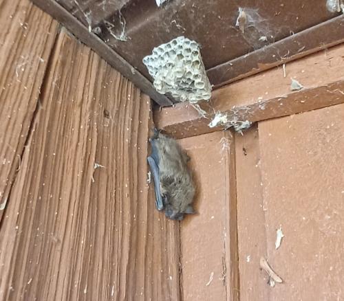 bat-on-outside-of-home
