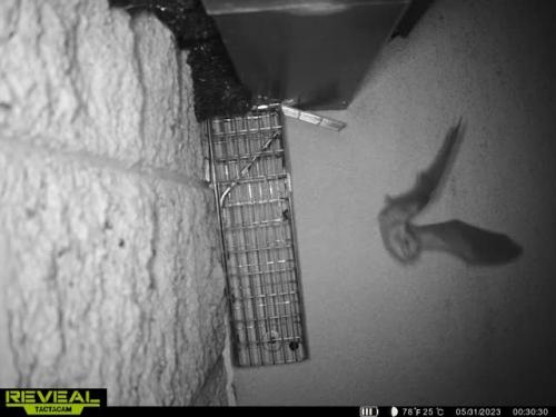 flying-bat-on-trail-cam