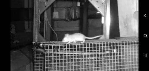 mouse-on-trap-pic