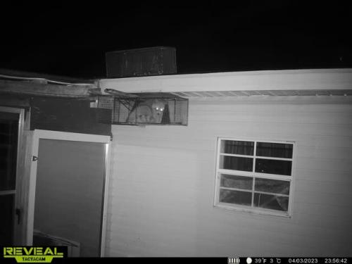 postive-set-in-soffit-with-raccoon-in-trap